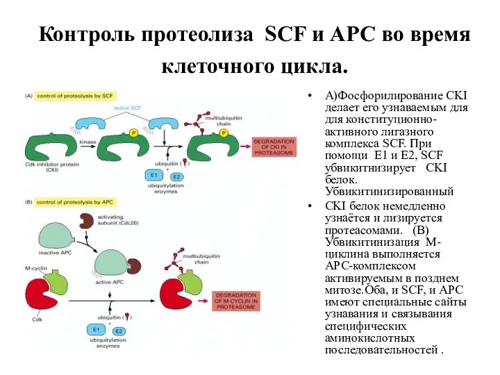 Контроль протеолиза SCF и APC во время клеточного цикла. A)Фосфорилирование CKI делает его