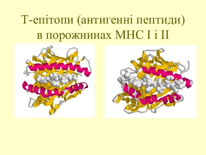 Т-епітопи (антигенні пептиди) в порожнинах МНС І і ІІ