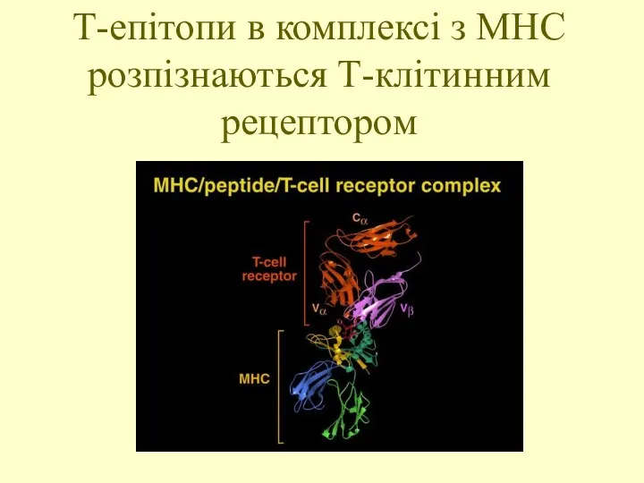 Т-епітопи в комплексі з МНС розпізнаються Т-клітинним рецептором