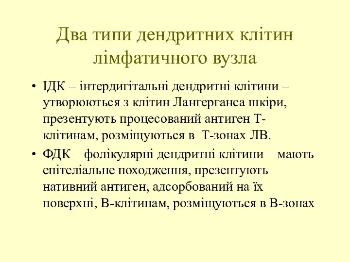 Два типи дендритних клітин лімфатичного вузла ІДК – інтердигітальні дендритні