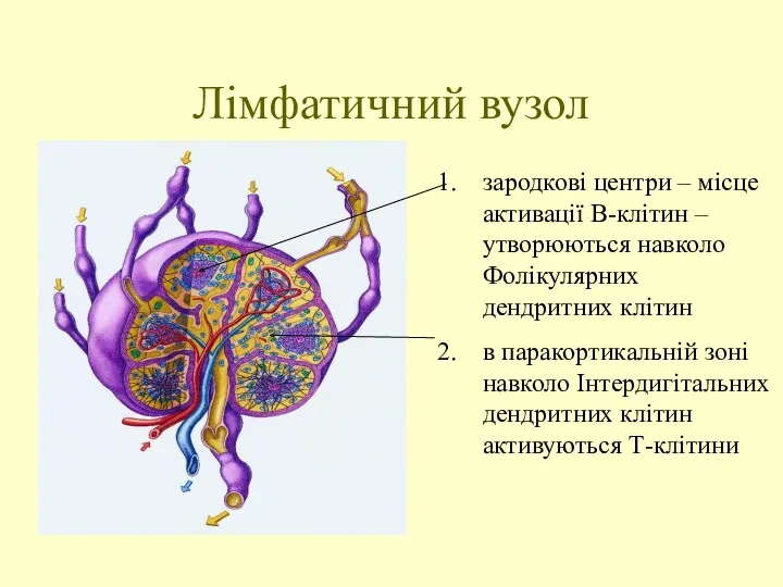 Лімфатичний вузол зародкові центри – місце активації В-клітин – утворюються