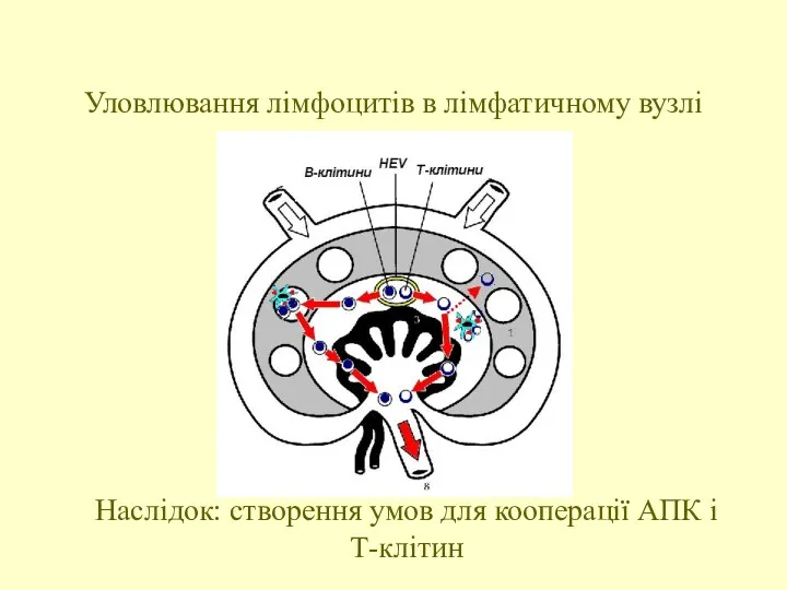 Уловлювання лімфоцитів в лімфатичному вузлі Наслідок: створення умов для кооперації АПК і Т-клітин