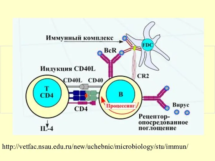 http://vetfac.nsau.edu.ru/new/uchebnic/microbiology/stu/immun/