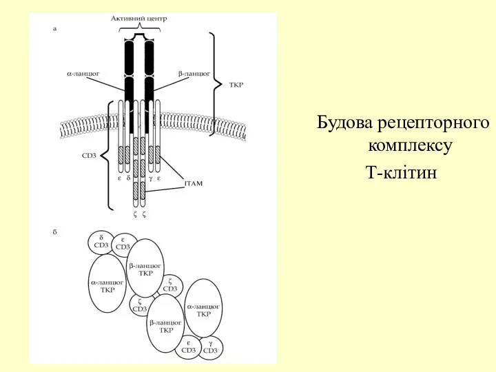 Будова рецепторного комплексу Т-клітин