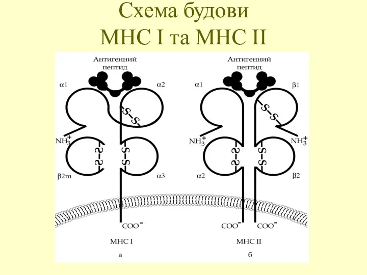 Схема будови МНС І та МНС ІІ