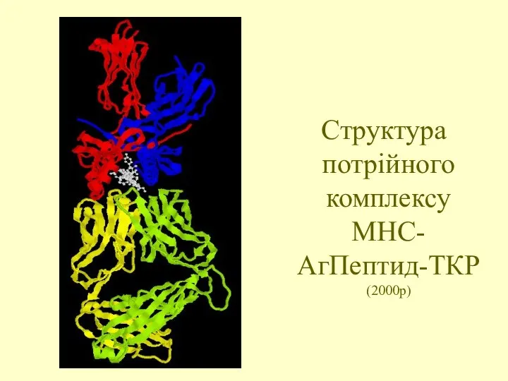 Структура потрійного комплексу МНС-АгПептид-ТКР (2000р)