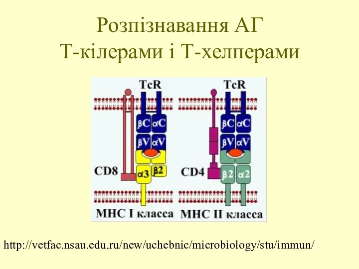 Розпізнавання АГ Т-кілерами і Т-хелперами http://vetfac.nsau.edu.ru/new/uchebnic/microbiology/stu/immun/