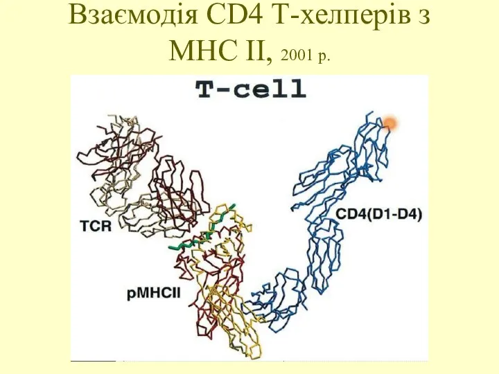 Взаємодія CD4 Т-хелперів з МНС ІІ, 2001 р.