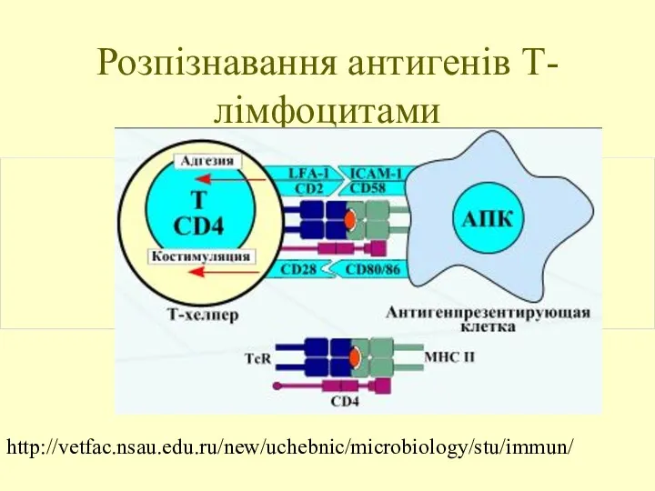 Розпізнавання антигенів Т-лімфоцитами http://vetfac.nsau.edu.ru/new/uchebnic/microbiology/stu/immun/