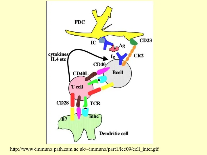 http://www-immuno.path.cam.ac.uk/~immuno/part1/lec09/cell_inter.gif