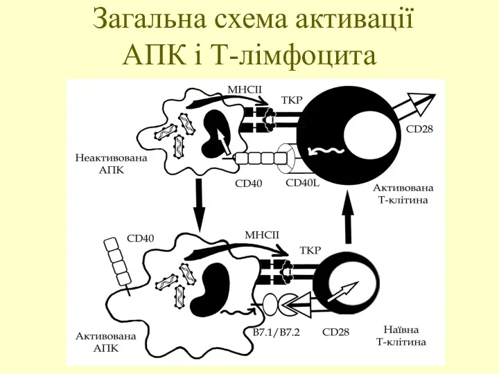Загальна схема активації АПК і Т-лімфоцита