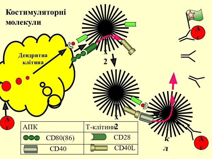 Дендритна клітина Аг Костимуляторні молекули Тх2 Аг Аг CD80(86) CD40 CD28 CD40L