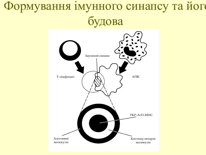 Формування імунного синапсу та його будова