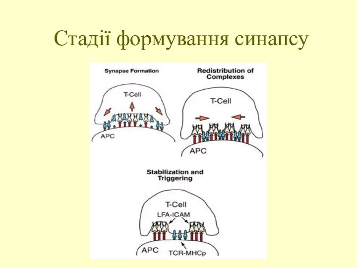 Стадії формування синапсу