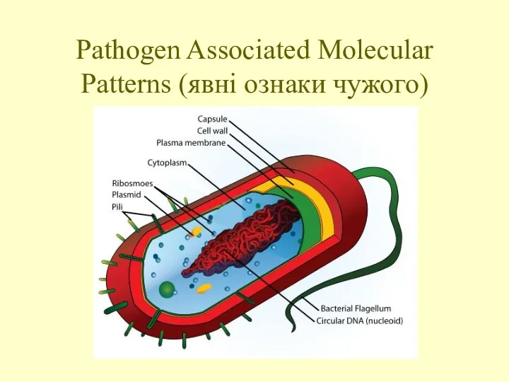 Pathogen Associated Molecular Patterns (явні ознаки чужого)