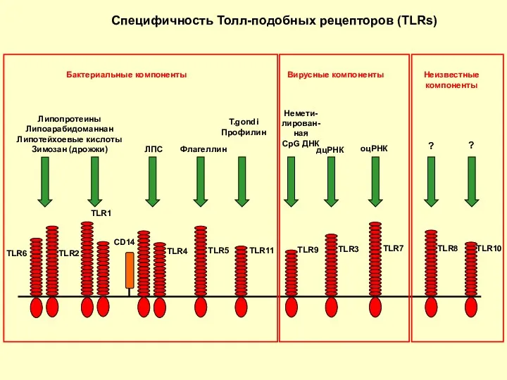 Специфичность Толл-подобных рецепторов (TLRs) TLR6 TLR2 TLR1 TLR5 TLR11 TLR9