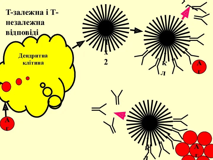 Дендритна клітина Аг T-залежна і Т-незалежна відповіді Тх2 Аг