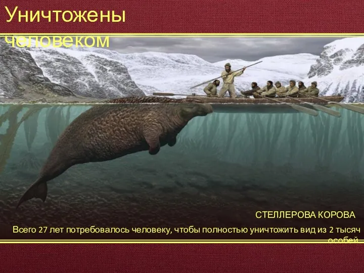 Уничтожены человеком Всего 27 лет потребовалось человеку, чтобы полностью уничтожить вид из 2