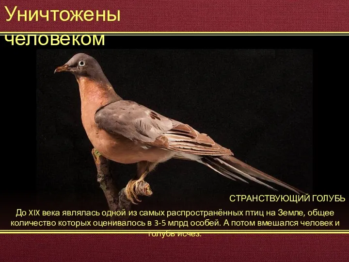 Уничтожены человеком СТРАНСТВУЮЩИЙ ГОЛУБЬ До XIX века являлась одной из самых распространённых птиц