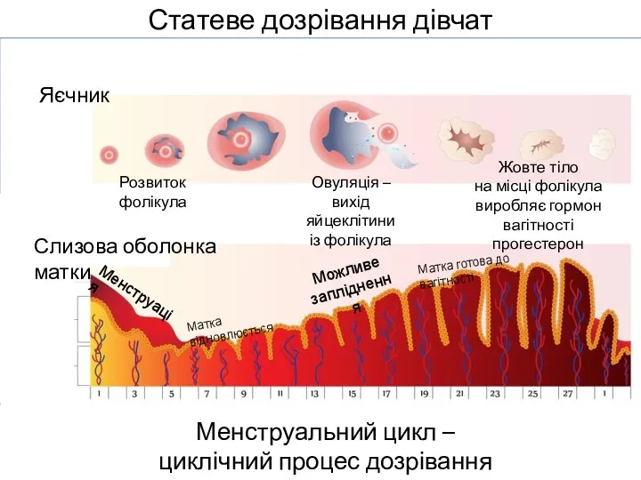 Статеве дозрівання дівчат Менструальний цикл – циклічний процес дозрівання яйцеклітин