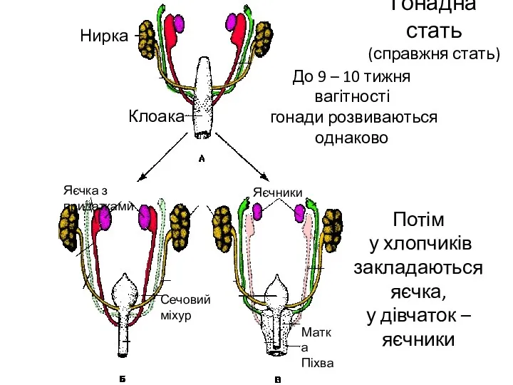 Гонадна стать (справжня стать) Нирка Клоака До 9 – 10