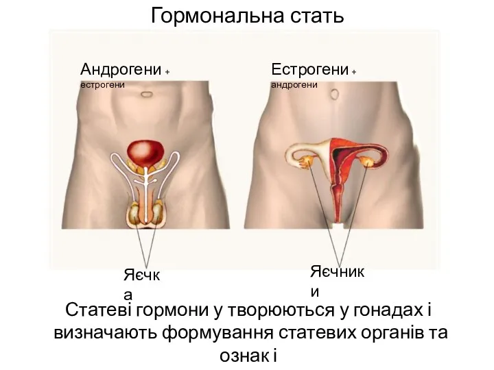 Гормональна стать Андрогени + естрогени Естрогени + андрогени Статеві гормони