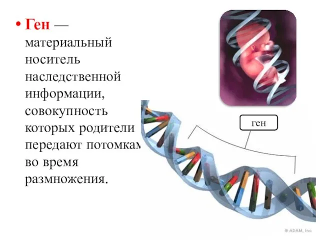 Ген — материальный носитель наследственной информации, совокупность которых родители передают потомкам во время размножения. ген