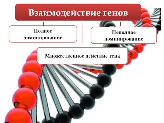 Взаимодействие генов Полное доминирование Неполное доминирование Множественное действие гена