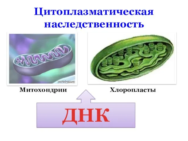 Цитоплазматическая наследственность Митохондрии Хлоропласты ДНК