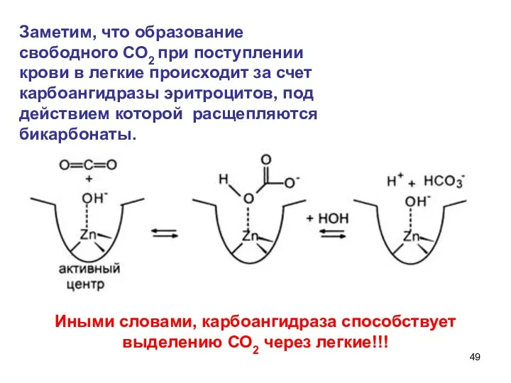 Заметим, что образование свободного СО2 при поступлении крови в легкие