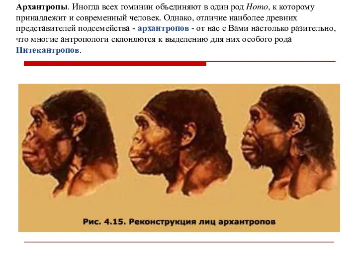 Архантропы. Иногда всех гоминин объединяют в один род Homo, к