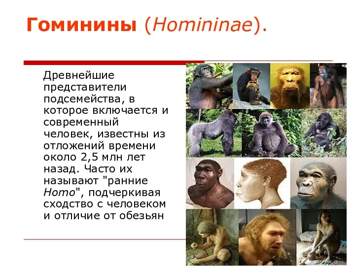 Гоминины (Homininae). Древнейшие представители подсемейства, в которое включается и современный