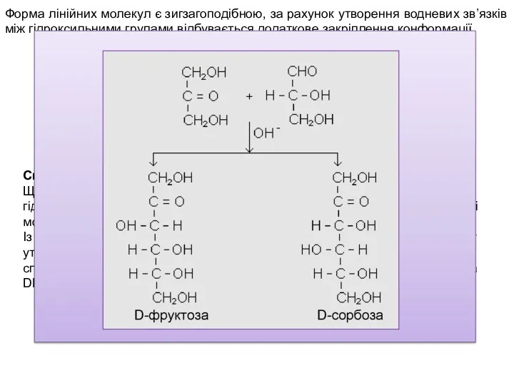 Форма лінійних молекул є зигзагоподібною, за рахунок утворення водневих зв’язків між гідроксильними групами