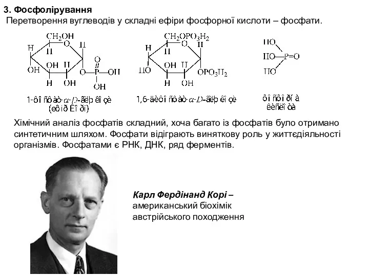 3. Фосфолірування Перетворення вуглеводів у складні ефіри фосфорної кислоти –