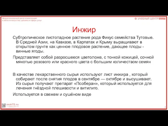 Инжир Субтропическое листопадное растение рода Фикус семейства Тутовые. В Средней