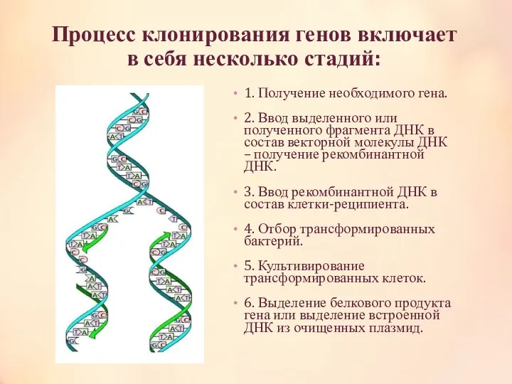 Процесс клонирования генов включает в себя несколько стадий: 1. Получение