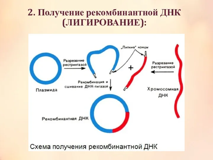 2. Получение рекомбинантной ДНК (ЛИГИРОВАНИЕ):