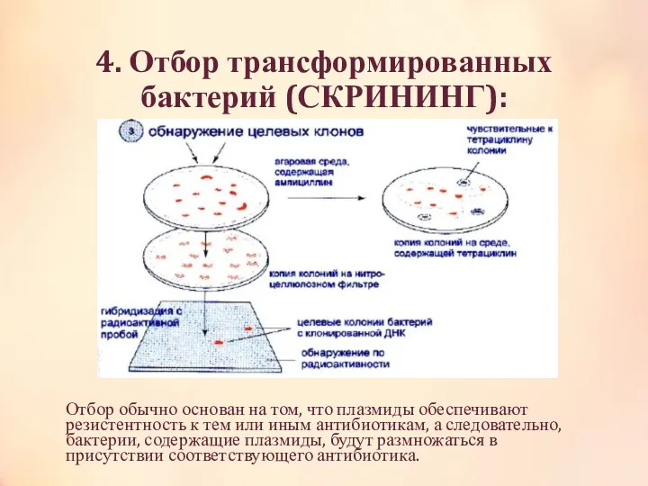 4. Отбор трансформированных бактерий (СКРИНИНГ): Отбор обычно основан на том,