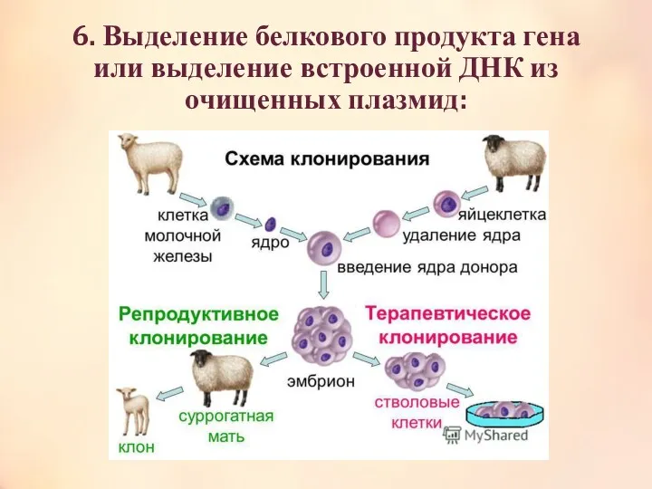 6. Выделение белкового продукта гена или выделение встроенной ДНК из очищенных плазмид: