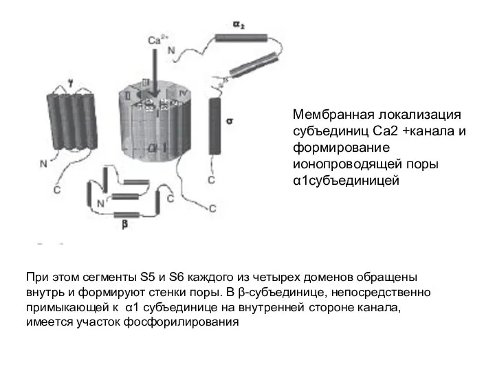 Мембранная локализация субъединиц Са2 +канала и формирование ионопроводящей поры α1субъединицей