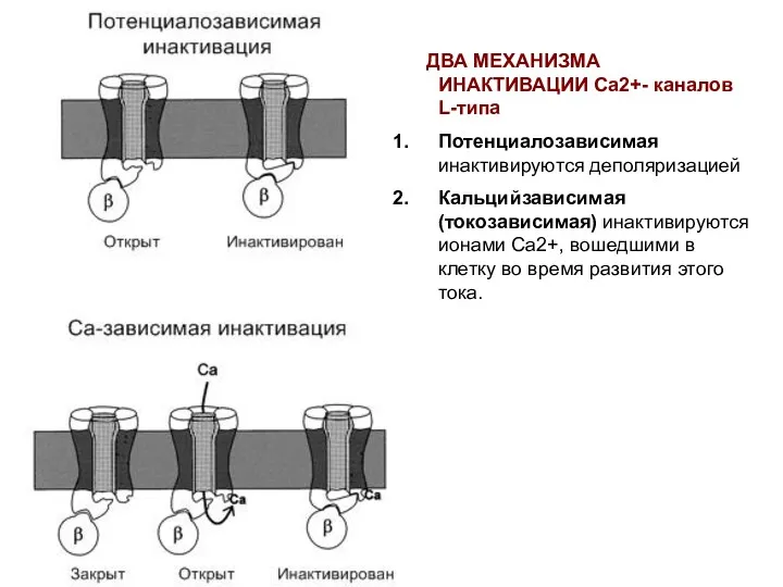 ДВА МЕХАНИЗМА ИНАКТИВАЦИИ Са2+- каналов L-типа Потенциалозависимая инактивируются деполяризацией Кальцийзависимая