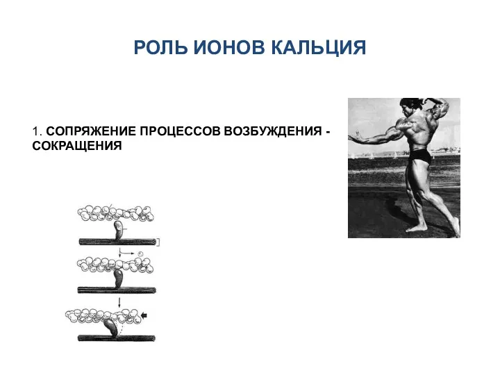 РОЛЬ ИОНОВ КАЛЬЦИЯ 1. СОПРЯЖЕНИЕ ПРОЦЕССОВ ВОЗБУЖДЕНИЯ - СОКРАЩЕНИЯ