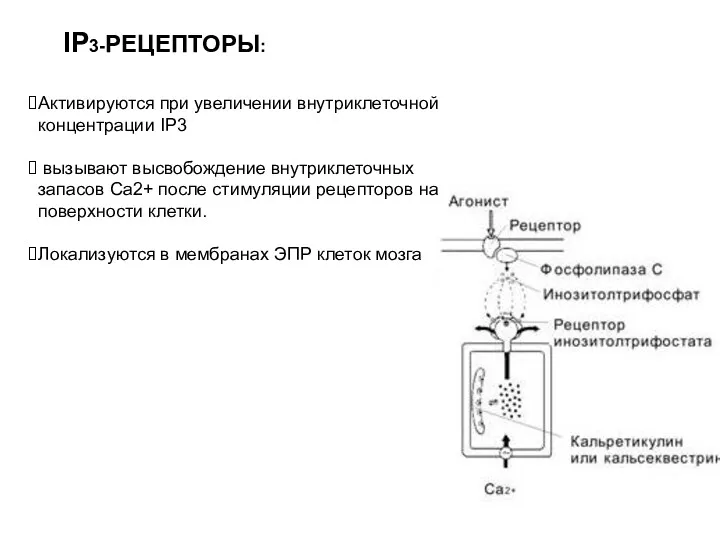 IP3-РЕЦЕПТОРЫ: Активируются при увеличении внутриклеточной концентрации IP3 вызывают высвобождение внутриклеточных