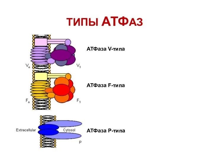 ТИПЫ АТФАЗ АТФаза V-типа АТФаза F-типа АТФаза Р-типа