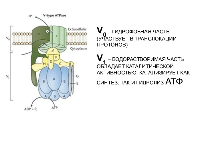 V0 – ГИДРОФОБНАЯ ЧАСТЬ (УЧАСТВУЕТ В ТРАНСЛОКАЦИИ ПРОТОНОВ) V1 –