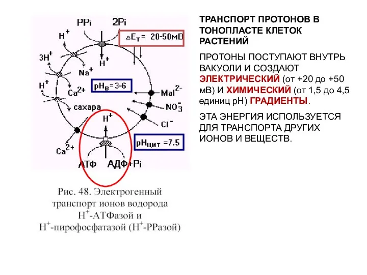 ТРАНСПОРТ ПРОТОНОВ В ТОНОПЛАСТЕ КЛЕТОК РАСТЕНИЙ ПРОТОНЫ ПОСТУПАЮТ ВНУТРЬ ВАКУОЛИ