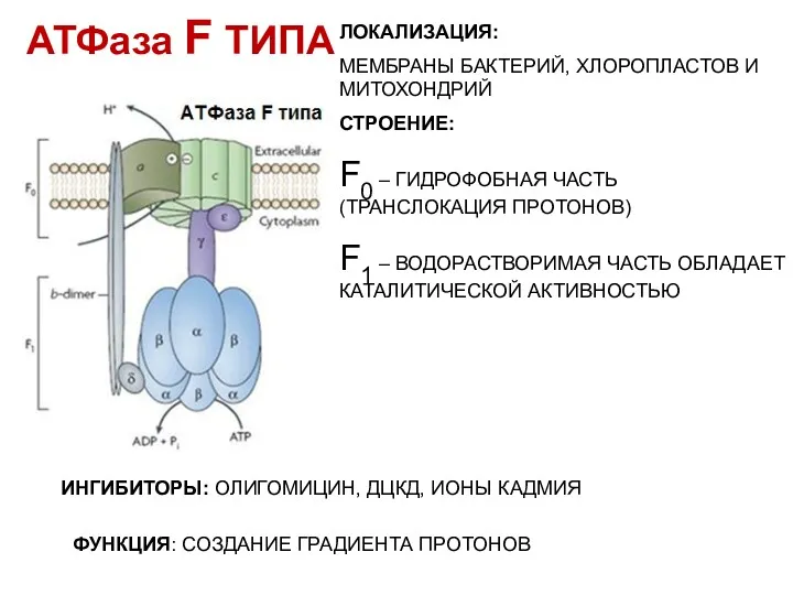 АТФаза F ТИПА ЛОКАЛИЗАЦИЯ: МЕМБРАНЫ БАКТЕРИЙ, ХЛОРОПЛАСТОВ И МИТОХОНДРИЙ СТРОЕНИЕ: