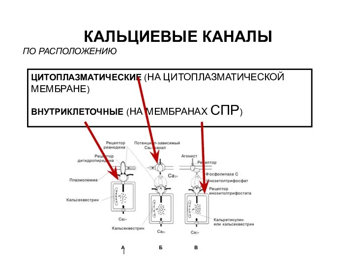 КАЛЬЦИЕВЫЕ КАНАЛЫ ЦИТОПЛАЗМАТИЧЕСКИЕ (НА ЦИТОПЛАЗМАТИЧЕСКОЙ МЕМБРАНЕ) ВНУТРИКЛЕТОЧНЫЕ (НА МЕМБРАНАХ СПР) ПО РАСПОЛОЖЕНИЮ