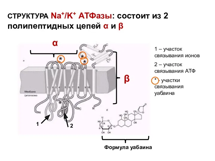 СТРУКТУРА Na+/K+ АТФазы: состоит из 2 полипептидных цепей α и