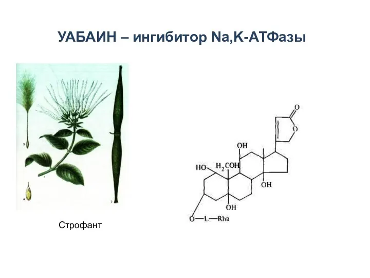 УАБАИН – ингибитор Na,K-АТФазы Строфант